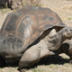 Image for article titled Turtles could hold the secret to human immortality